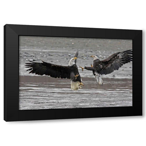 AK, Chilkat Two bald eagles fighting Black Modern Wood Framed Art Print by Illg, Cathy and Gordon