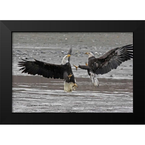 AK, Chilkat Two bald eagles fighting Black Modern Wood Framed Art Print by Illg, Cathy and Gordon