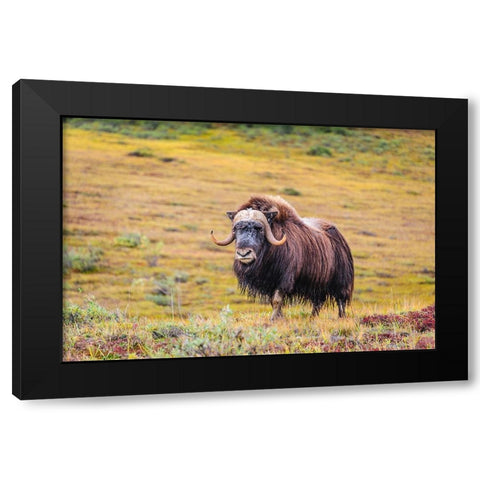 USA- Alaska- Noatak National Preserve. Bull Muskox on the arctic tundra. Black Modern Wood Framed Art Print by Norrsell, Fredrik