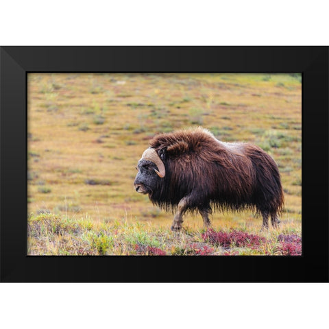USA- Alaska- Noatak National Preserve. Bull Muskox on the arctic tundra. Black Modern Wood Framed Art Print by Norrsell, Fredrik