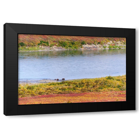 USA- Alaska- Noatak National Preserve. Muskox- a bull- a cow and a calf- along the Noatak River. Black Modern Wood Framed Art Print with Double Matting by Norrsell, Fredrik