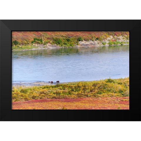USA- Alaska- Noatak National Preserve. Muskox- a bull- a cow and a calf- along the Noatak River. Black Modern Wood Framed Art Print by Norrsell, Fredrik