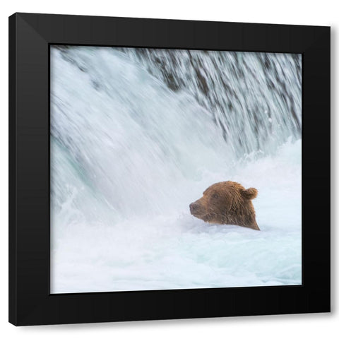 Alaska- Brooks Falls. Grizzly bear swims at the base of the falls. Black Modern Wood Framed Art Print by Muir, Janet