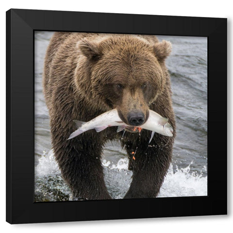 Alaska- Brooks Falls. Grizzley bear holding a salmon in its mouth. Black Modern Wood Framed Art Print by Muir, Janet