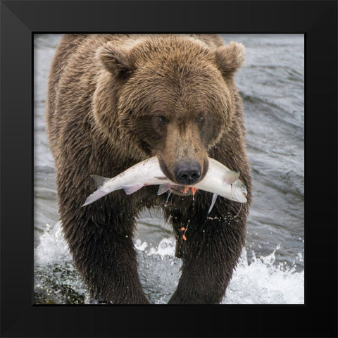 Alaska- Brooks Falls. Grizzley bear holding a salmon in its mouth. Black Modern Wood Framed Art Print by Muir, Janet