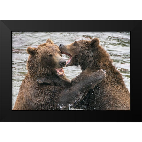 Alaska- Brooks Falls- Two young grizzly bears playing. Black Modern Wood Framed Art Print by Muir, Janet