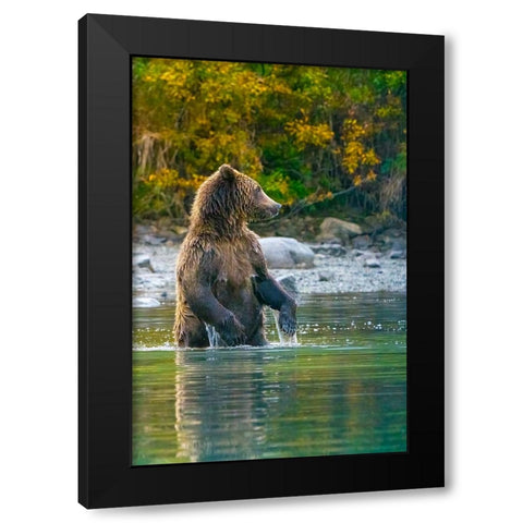 Alaska- Lake Clark. Grizzly bear stands up in the water. Black Modern Wood Framed Art Print with Double Matting by Muir, Janet