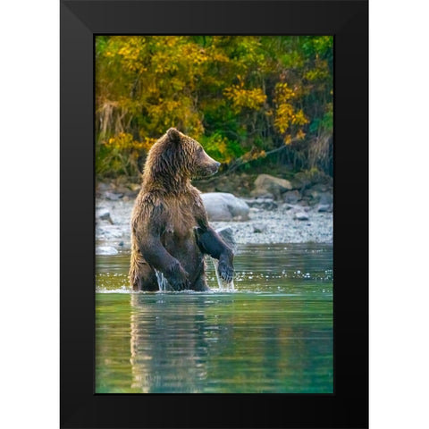 Alaska- Lake Clark. Grizzly bear stands up in the water. Black Modern Wood Framed Art Print by Muir, Janet