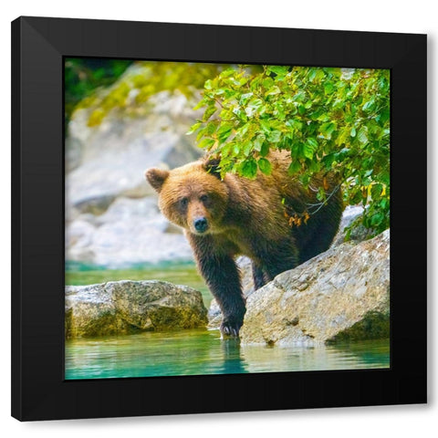 Alaska- Lake Clark. Grizzly bear walks along the shoreline among the boulders. Black Modern Wood Framed Art Print by Muir, Janet
