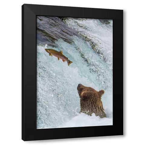Alaska- Brooks Falls. Grizzly ear at the base of the falls watching a fish jump. Black Modern Wood Framed Art Print with Double Matting by Muir, Janet