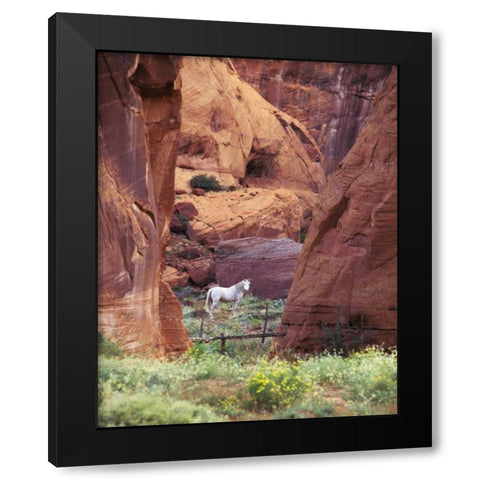 AZ, White Mts, Canyon de Chelly, White horse Black Modern Wood Framed Art Print with Double Matting by Rotenberg, Nancy