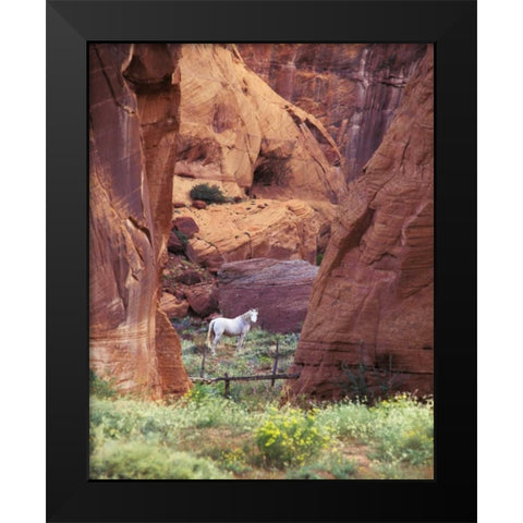 AZ, White Mts, Canyon de Chelly, White horse Black Modern Wood Framed Art Print by Rotenberg, Nancy