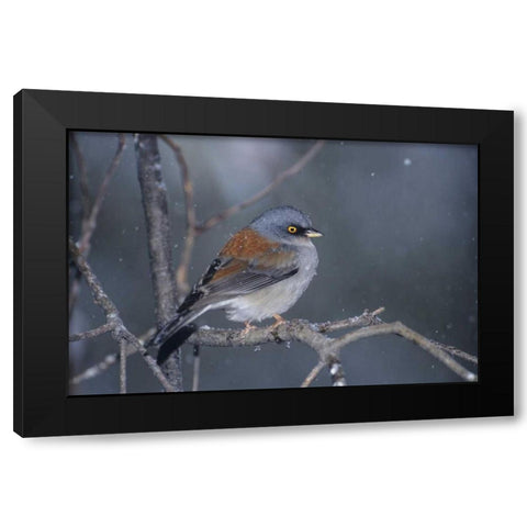 AZ, Madera Canyon Yellow-eyed junco in snowstorm Black Modern Wood Framed Art Print with Double Matting by Welling, Dave