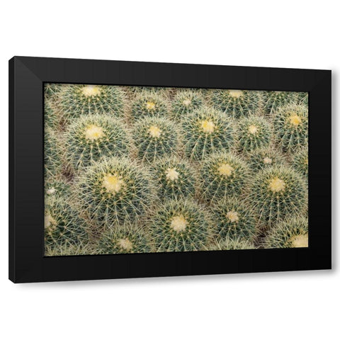 Arizona, Tucson Cactus at Bachs Cactus Nursery Black Modern Wood Framed Art Print with Double Matting by Paulson, Don