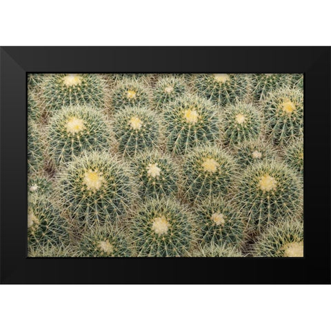 Arizona, Tucson Cactus at Bachs Cactus Nursery Black Modern Wood Framed Art Print by Paulson, Don