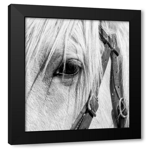 Arizona-Scottsdale BandW close-up of horses eye and bridle  Black Modern Wood Framed Art Print with Double Matting by Jaynes Gallery
