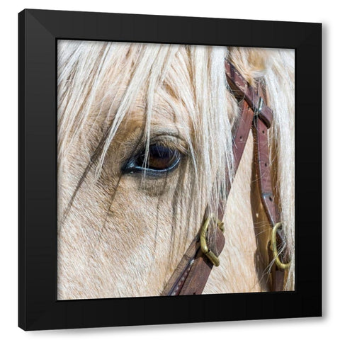 Arizona-Scottsdale Close-up of horses eye and bridle  Black Modern Wood Framed Art Print with Double Matting by Jaynes Gallery