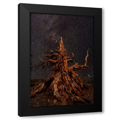 Bristlecone pine and Milky Way-White Mountains-Inyo National Forest-California Black Modern Wood Framed Art Print by Jones, Adam