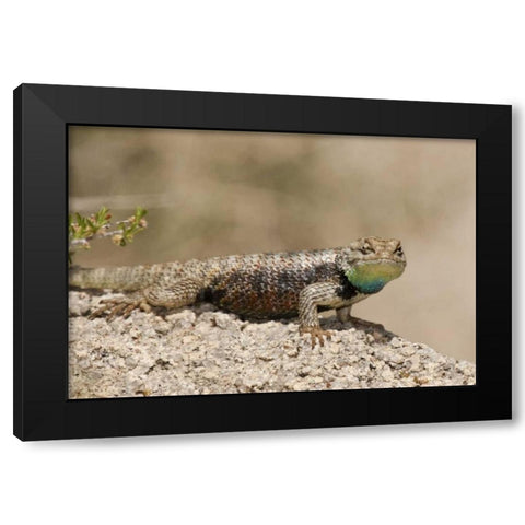 CA, Joshua Tree NPYellow-backed spiny lizard Black Modern Wood Framed Art Print with Double Matting by Welling, Dave