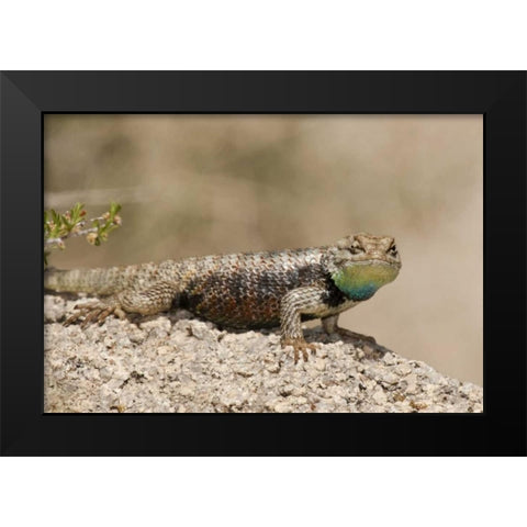 CA, Joshua Tree NPYellow-backed spiny lizard Black Modern Wood Framed Art Print by Welling, Dave