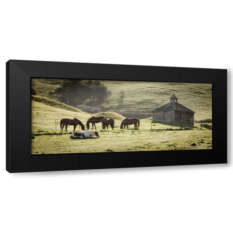USA, California, Olema Horses and old barn Black Modern Wood Framed Art Print by Paulson, Don