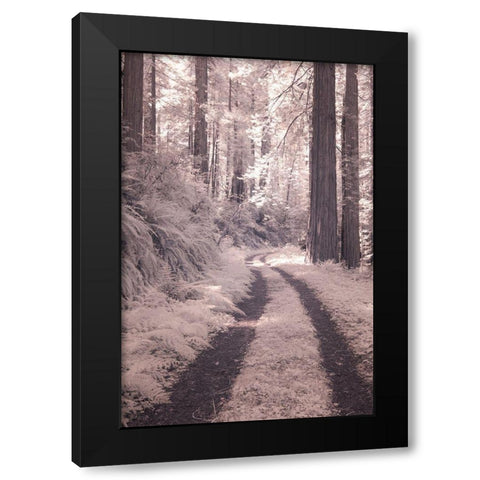 California Redwood National Park-infrared of Redwood forest along the old Pacific Highway Black Modern Wood Framed Art Print by Eggers, Terry