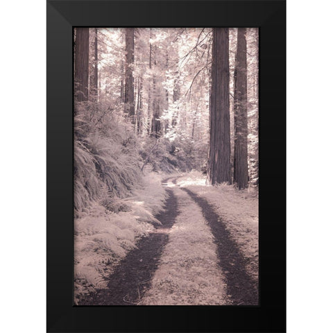California Redwood National Park-infrared of Redwood forest along the old Pacific Highway Black Modern Wood Framed Art Print by Eggers, Terry
