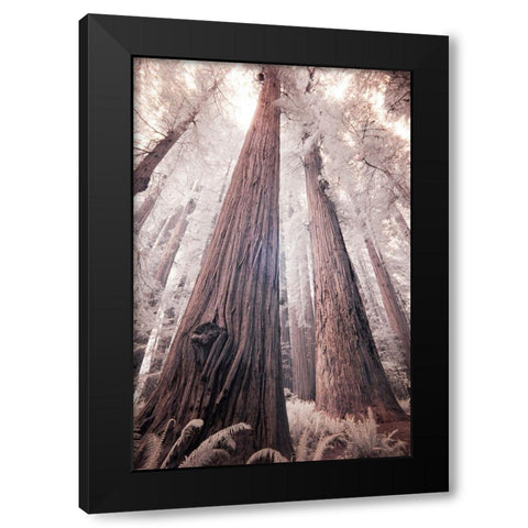 California Redwood National Park-infrared of Redwood forest Black Modern Wood Framed Art Print by Eggers, Terry