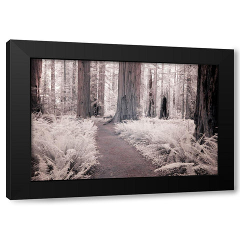 California Redwood National Park-infrared of Redwood forest along hiking trail Black Modern Wood Framed Art Print by Eggers, Terry