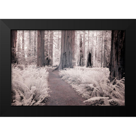 California Redwood National Park-infrared of Redwood forest along hiking trail Black Modern Wood Framed Art Print by Eggers, Terry
