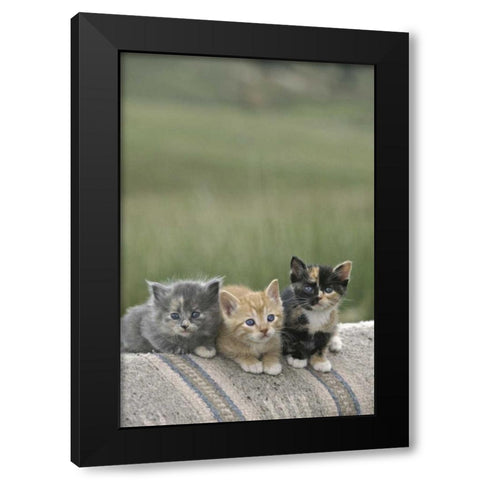 CO, Divide Barn kittens pose on a horse blanket Black Modern Wood Framed Art Print with Double Matting by Grall, Don