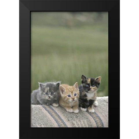 CO, Divide Barn kittens pose on a horse blanket Black Modern Wood Framed Art Print by Grall, Don