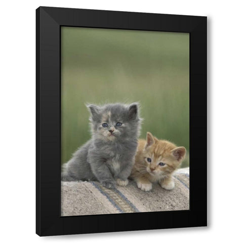 CO, Divide Barn kittens pose on a horse blanket Black Modern Wood Framed Art Print by Grall, Don