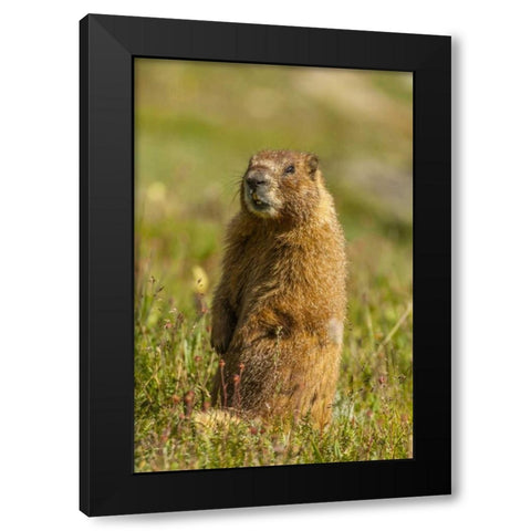 CO, San Juan Mts Yellow-bellied marmot in grass Black Modern Wood Framed Art Print with Double Matting by Illg, Cathy and Gordon