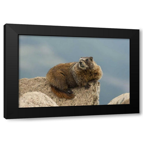 CO, San Juan Mts Yellow-bellied marmot on rock Black Modern Wood Framed Art Print with Double Matting by Illg, Cathy and Gordon