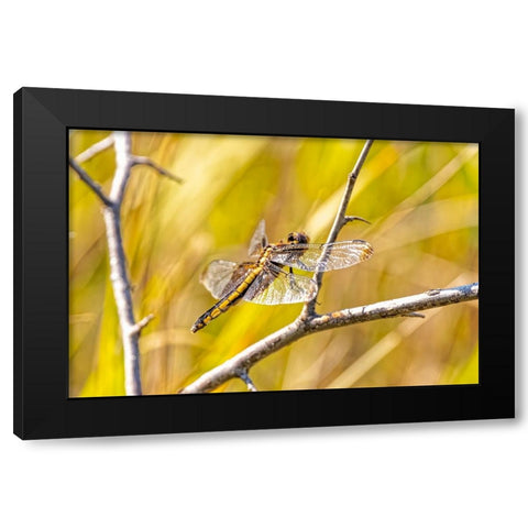 USA-Colorado-Boulder Dragonfly on stem Black Modern Wood Framed Art Print by Jaynes Gallery