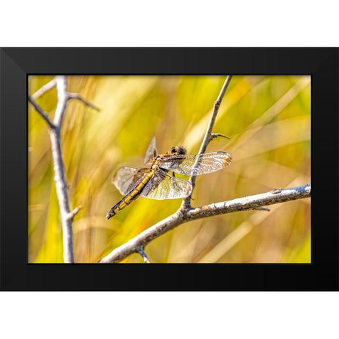 USA-Colorado-Boulder Dragonfly on stem Black Modern Wood Framed Art Print by Jaynes Gallery