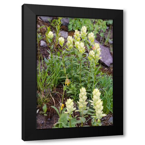 USA-Colorado-Uncompahgre National Forest Yellow paintbrush flowers close-up Black Modern Wood Framed Art Print with Double Matting by Jaynes Gallery