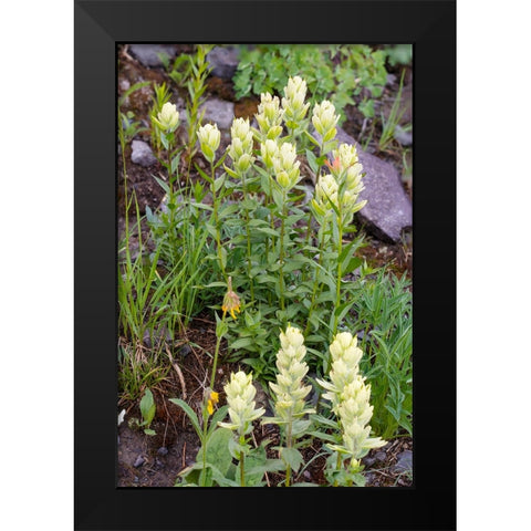 USA-Colorado-Uncompahgre National Forest Yellow paintbrush flowers close-up Black Modern Wood Framed Art Print by Jaynes Gallery
