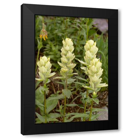 USA-Colorado-Uncompahgre National Forest Yellow paintbrush flowers close-up Black Modern Wood Framed Art Print by Jaynes Gallery