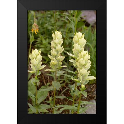 USA-Colorado-Uncompahgre National Forest Yellow paintbrush flowers close-up Black Modern Wood Framed Art Print by Jaynes Gallery