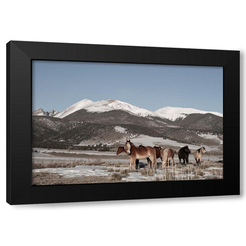 USA-Colorado-Music Meadows Ranch Herd of horses with Rocky Mountains in the distance Black Modern Wood Framed Art Print with Double Matting by Hopkins, Cindy Miller