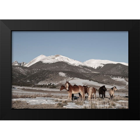USA-Colorado-Music Meadows Ranch Herd of horses with Rocky Mountains in the distance Black Modern Wood Framed Art Print by Hopkins, Cindy Miller