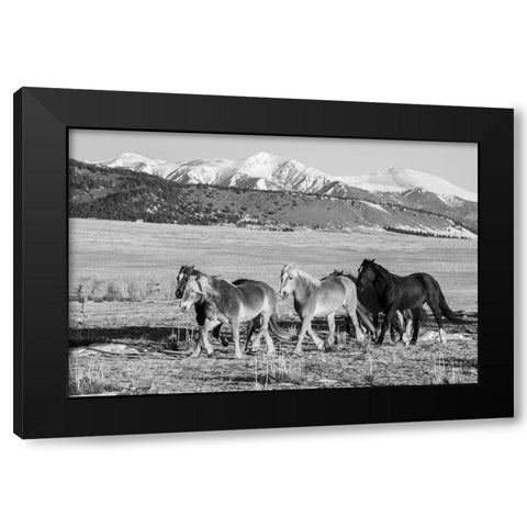 USA-Colorado-Westcliffe Music Meadows Ranch Herd of horses with Rocky Mountains in the distance Black Modern Wood Framed Art Print with Double Matting by Hopkins, Cindy Miller