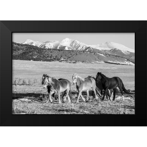 USA-Colorado-Westcliffe Music Meadows Ranch Herd of horses with Rocky Mountains in the distance Black Modern Wood Framed Art Print by Hopkins, Cindy Miller