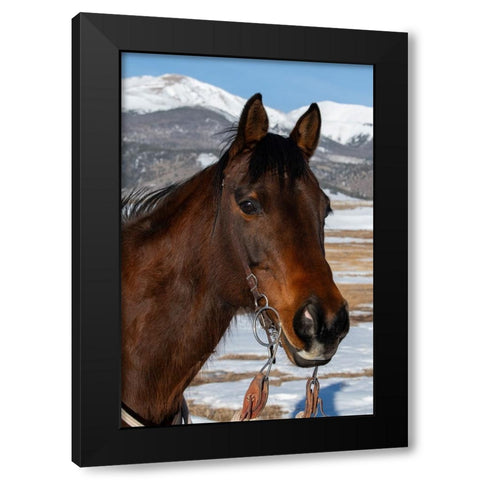 USA-Colorado-Westcliffe Music Meadows Ranch Bay ranch horse Black Modern Wood Framed Art Print with Double Matting by Hopkins, Cindy Miller
