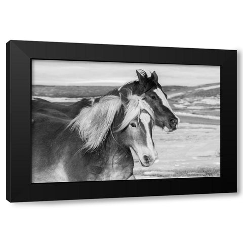 USA-Colorado-Westcliffe Music Meadows Ranch Ranch horses in winter Black Modern Wood Framed Art Print with Double Matting by Hopkins, Cindy Miller