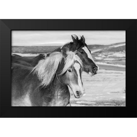 USA-Colorado-Westcliffe Music Meadows Ranch Ranch horses in winter Black Modern Wood Framed Art Print by Hopkins, Cindy Miller