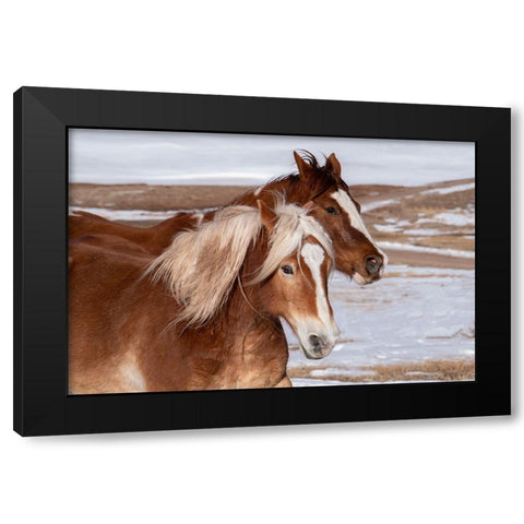 USA-Colorado-Westcliffe Music Meadows Ranch Ranch horses in winter Black Modern Wood Framed Art Print with Double Matting by Hopkins, Cindy Miller