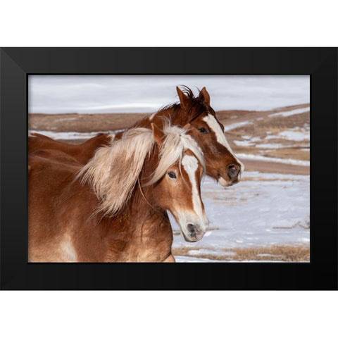 USA-Colorado-Westcliffe Music Meadows Ranch Ranch horses in winter Black Modern Wood Framed Art Print by Hopkins, Cindy Miller